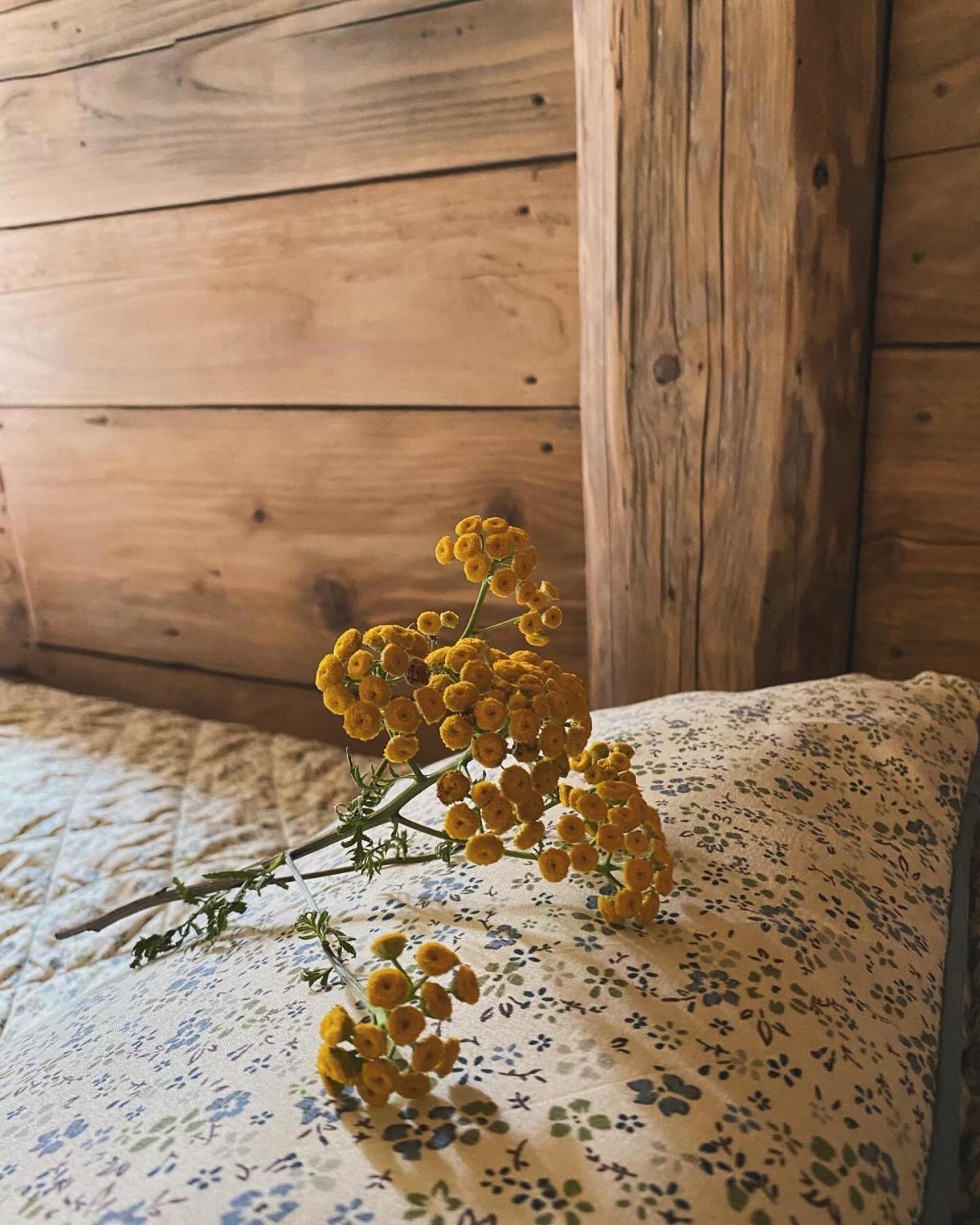 Apartment Nad Mikowym Potokiem - Wydzielona Czesc Drewnianego Domu Z Osobnym Wejsciem I Ogrodem